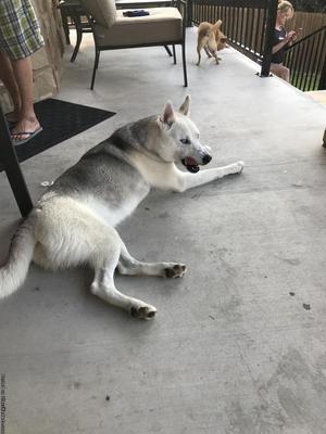 Siberian Husky