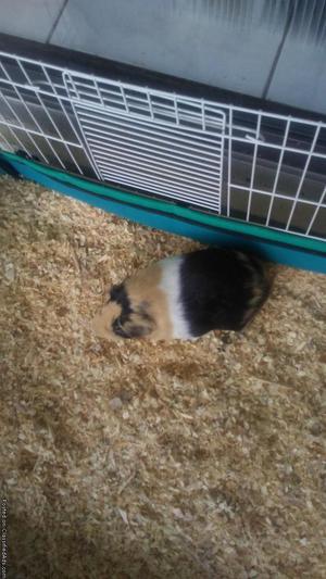 10 month old boy guinea pig