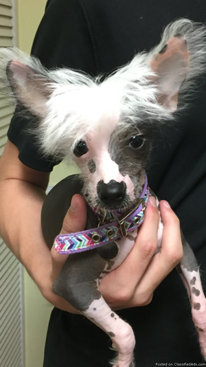 CKC Chinese crested