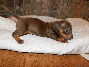 Dachshund pups for sale