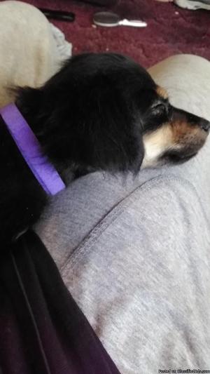 DoxiePoo