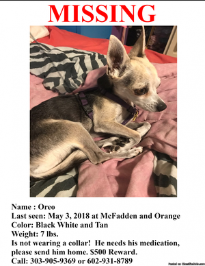 Lost chihuahua (missing since )