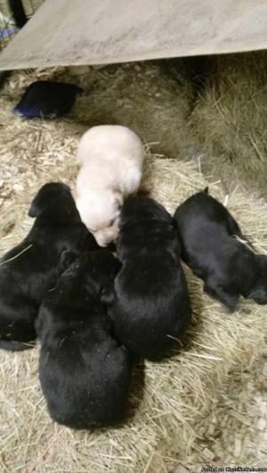 Akc puppies for sale