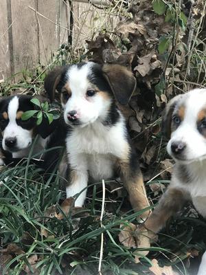 Beagle/ Australian Shepherd mix puppies