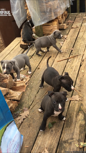Blue Pitbull Puppies