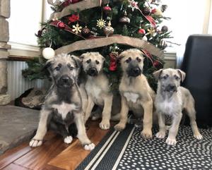 Irish wolfhounds