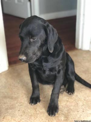 Labrador Retrieves puppies