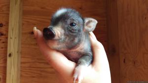 Mini pig