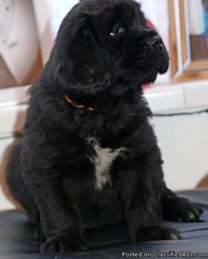 Newfoundland puppy's for sale