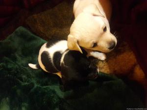 Two female puppies adorable small breed
