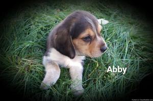 UKC Certified, 5 Week Old Female Beagle Puppy
