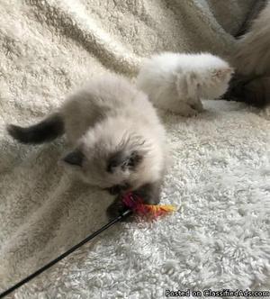 Colour-point Persian Kittens