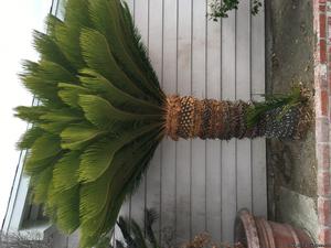 Free Sago Palm tree