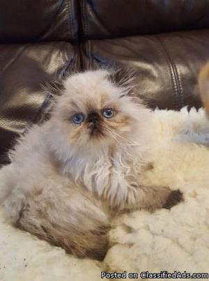 hjfd himalayan kittens for sale
