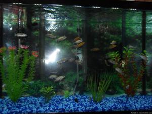 African cichlids 1.75 inches