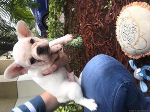 French Bulldog puppies