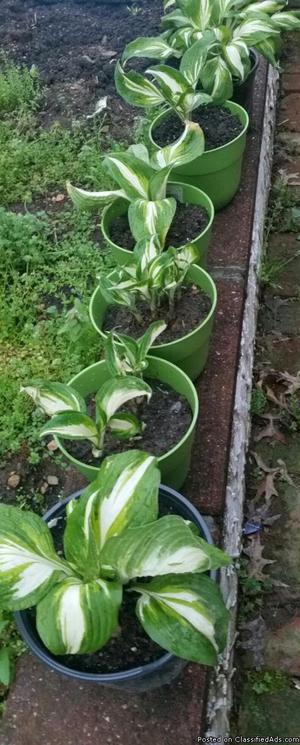 Potted Hosta