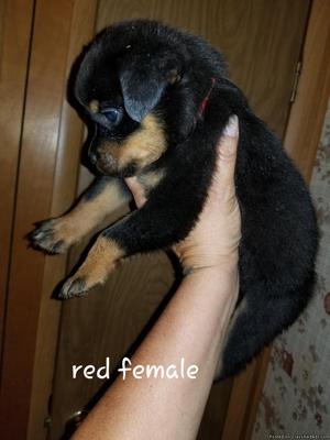 Akc registered Rottweiler puppies