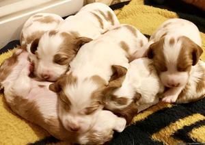 American Brittany Puppies