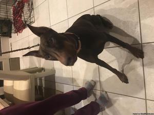 Gorgeous Red Female Doberman with breeding rights