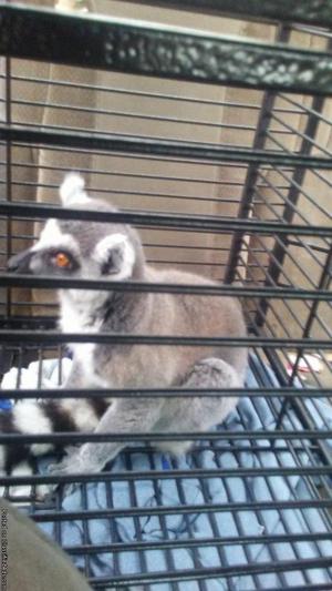 Lemur..ringtail