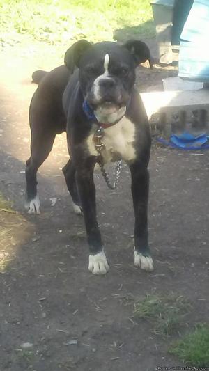 Male boxer