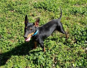 Manchester Terrier, Toy Puppies for Sale