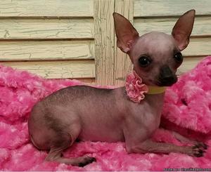 Mexican Hairless Dog Puppies for Sale