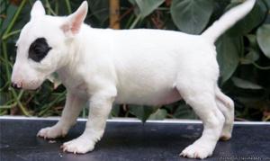 Miniature Bull Terrier Puppies for Sale