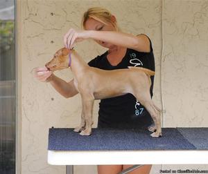 Pharaoh Hound Puppies for Sale