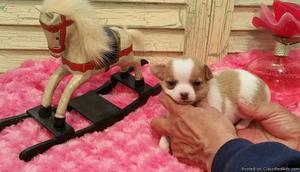 Plott Hound Puppies for Sale