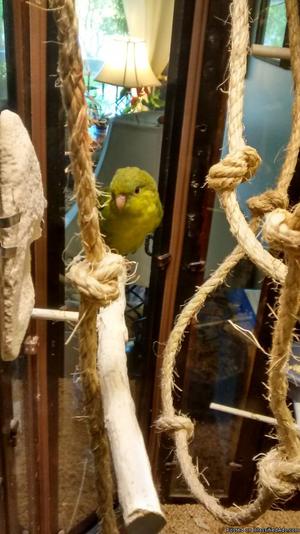 leneated parakeets