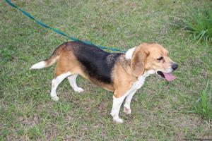 AKC Beagle for Sale