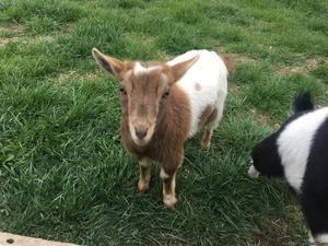 Goat kids for sale