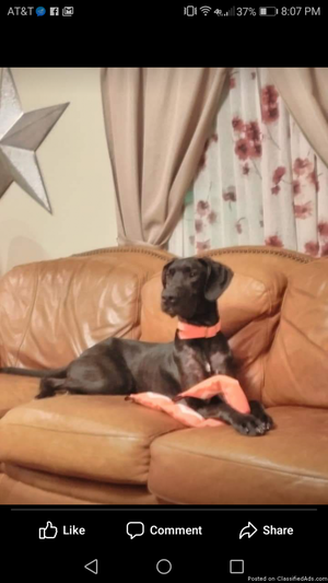 Great Dane pup 1 year old