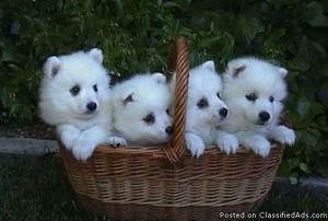 Japanese Spitz Puppies for Sale