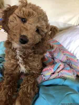 Red and white purebred poodle puppy