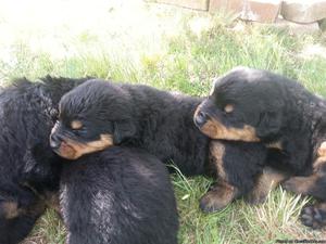 Rottweiler Puppies for Sale $450