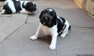 Stabyhoun Puppies for Sale