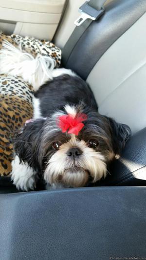 Sweet 6 year old Shih Tzu is looking for a home