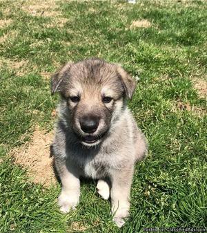 Wolf Hybrid Puppies for Sale