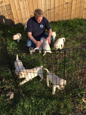 Yellow Lab Puppies-4 Females