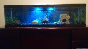 44 gallon complete fresh fish water tank