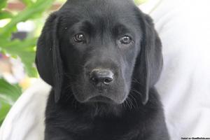 Male black lab puppy, AKC