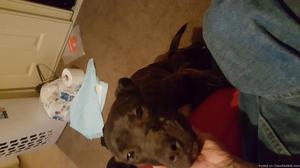 6 months old pit bridle female