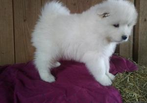 Excellent Samoyed puppies available now