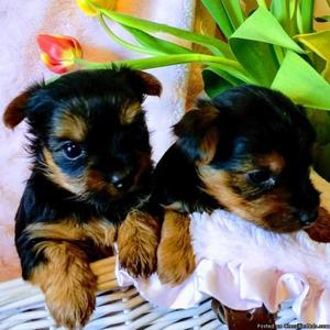 Tea cup Yorkie puppies for re homing