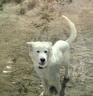 6 month old Husky