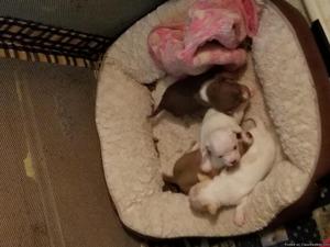 Chihuahua puppies FOR-SALE