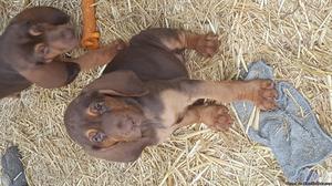 AKC Bloodhound Puppy